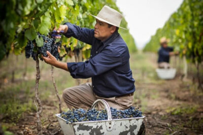 Vino Nicasia Vineyard Red Blend Cabernet Franc 750ml. - Image 2